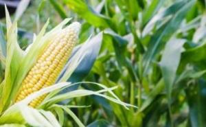 玉蜀黍图片 第9张