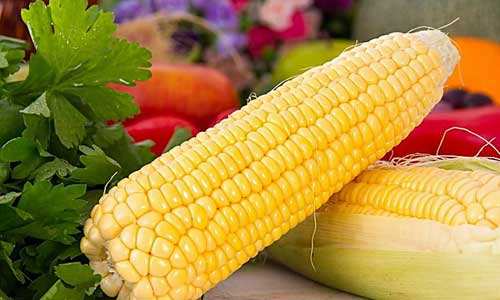 玉蜀黍图片 第8张