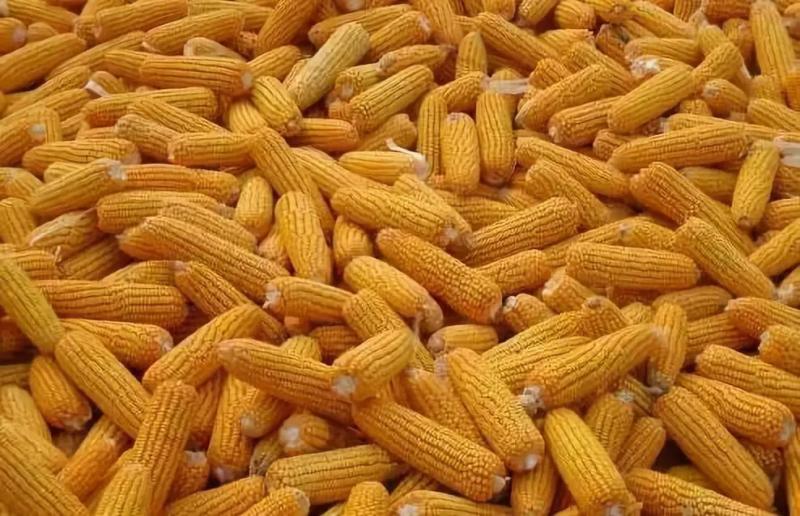 玉茭图片 第1张