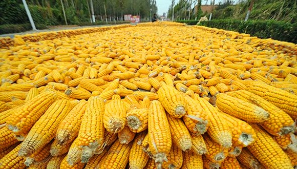 玉茭图片 第2张