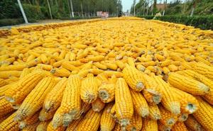 玉茭图片 第2张