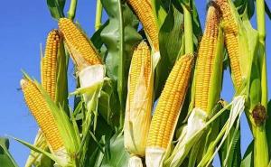 苞米图片 第3张
