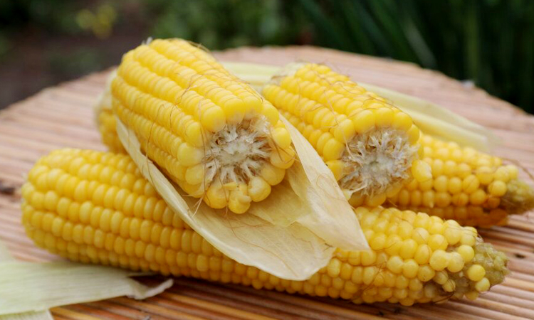 苞米图片 第5张
