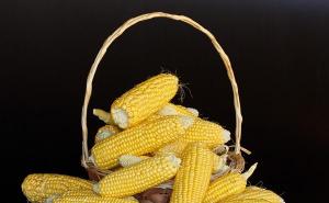 棒子图片 第2张