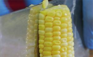 粟米图片 第4张