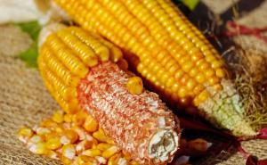 玉麦图片 第5张