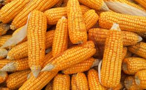 玉麦图片 第6张