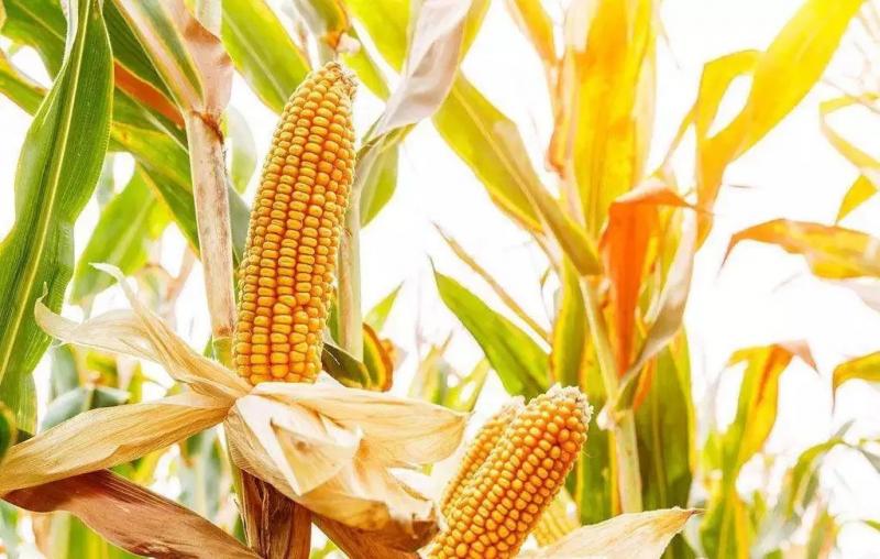 芦黍图片 第4张