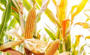 芦黍图片 第4张