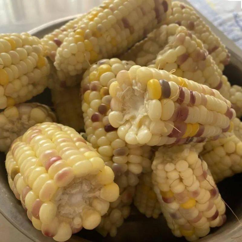 包谷图片 第1张