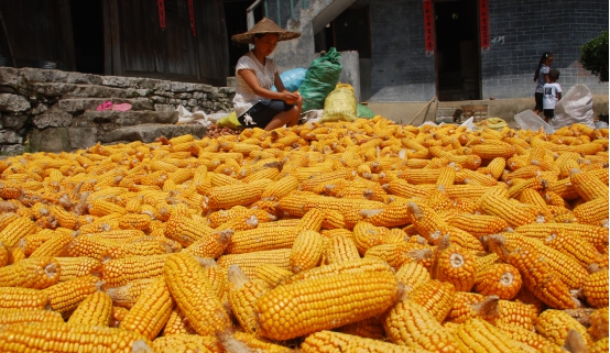 包谷图片 第3张