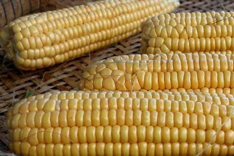 包谷图片 第2张