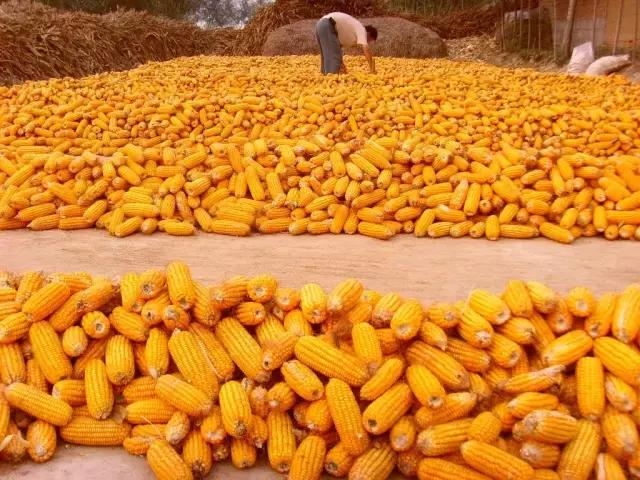 苞米堆图片 第3张