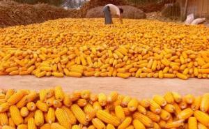 苞米堆图片 第3张