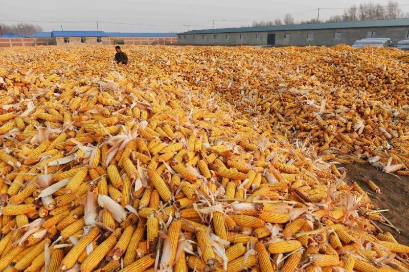 苞米堆图片 第2张