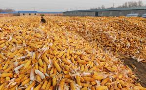 苞米堆图片 第2张