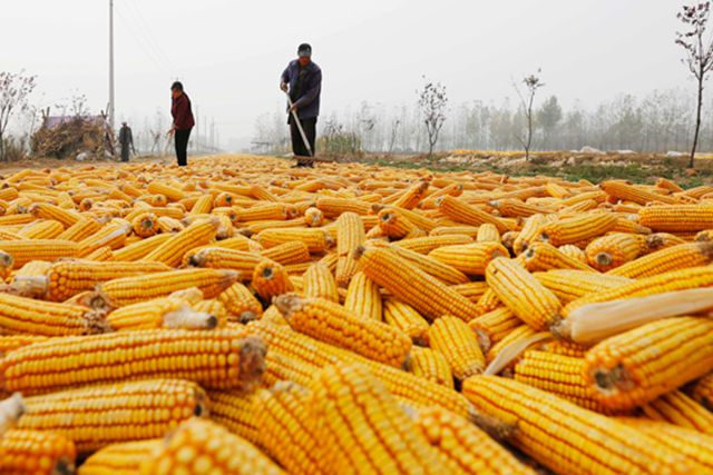 苞米秋收图片 第2张