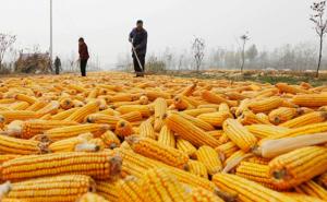 苞米秋收图片 第2张