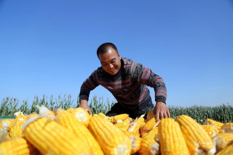 苞米秋收图片 第1张