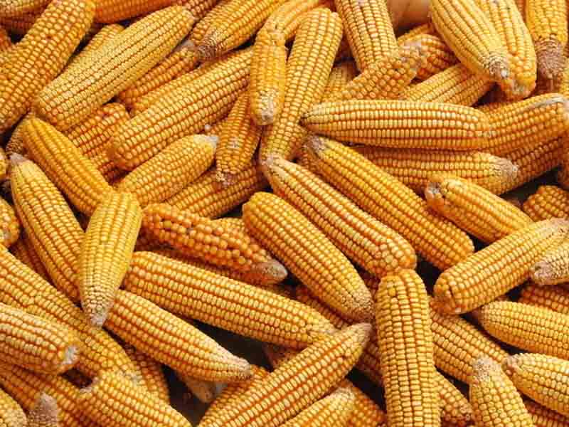 苞米秋收图片 第4张