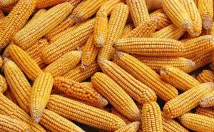 苞米秋收图片 第4张