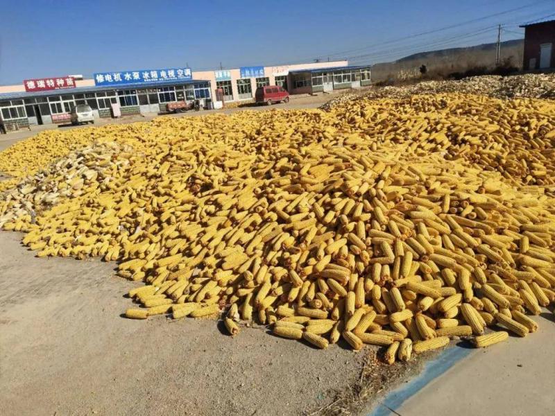 苞米秋收图片 第3张