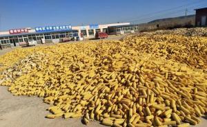 苞米秋收图片 第3张