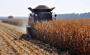 苞米秋收图片 第5张