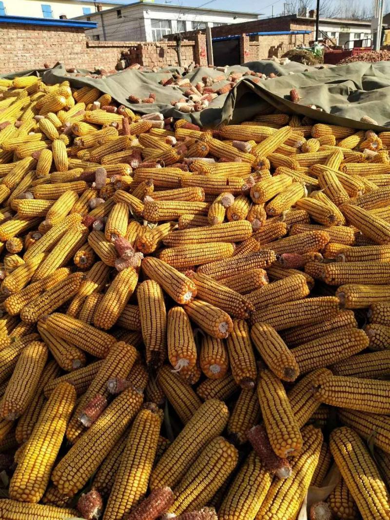 苞米秋收图片 第6张