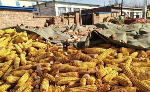 苞米秋收图片 第6张