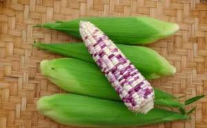 糯玉米图片 第2张