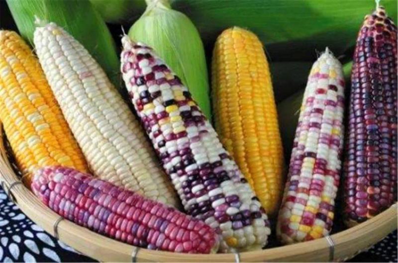 糯玉米图片 第1张