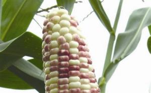 糯玉米图片 第4张