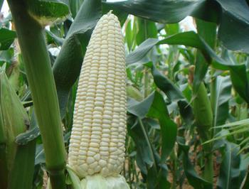 糯玉米图片 第5张
