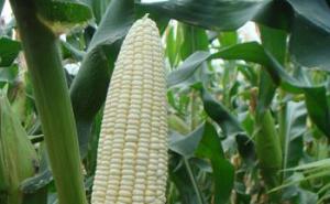 糯玉米图片 第5张