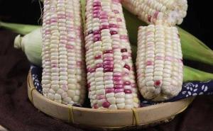 糯玉米图片 第6张