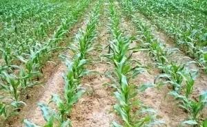 玉米苗图片 第2张