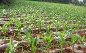 玉米苗图片 第5张