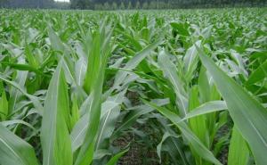 玉米苗图片 第4张