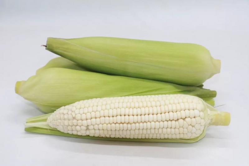 新鲜白玉米图片 第2张