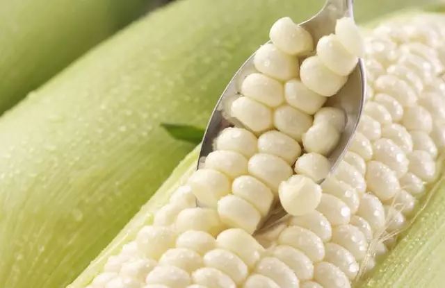 新鲜白玉米图片 第5张