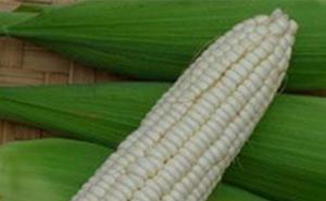 新鲜白玉米图片 第3张