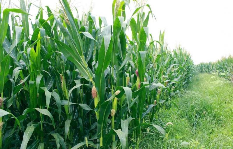 包谷地图片 第1张