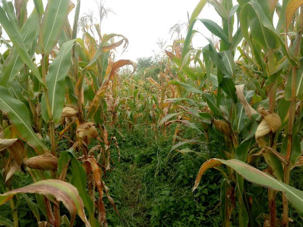 包谷地图片 第2张