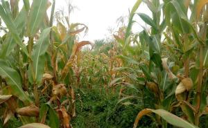 包谷地图片 第2张