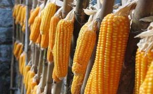 花包谷图片 第3张