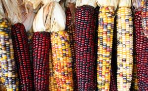 花包谷图片 第2张