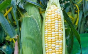 粘玉米图片 第3张