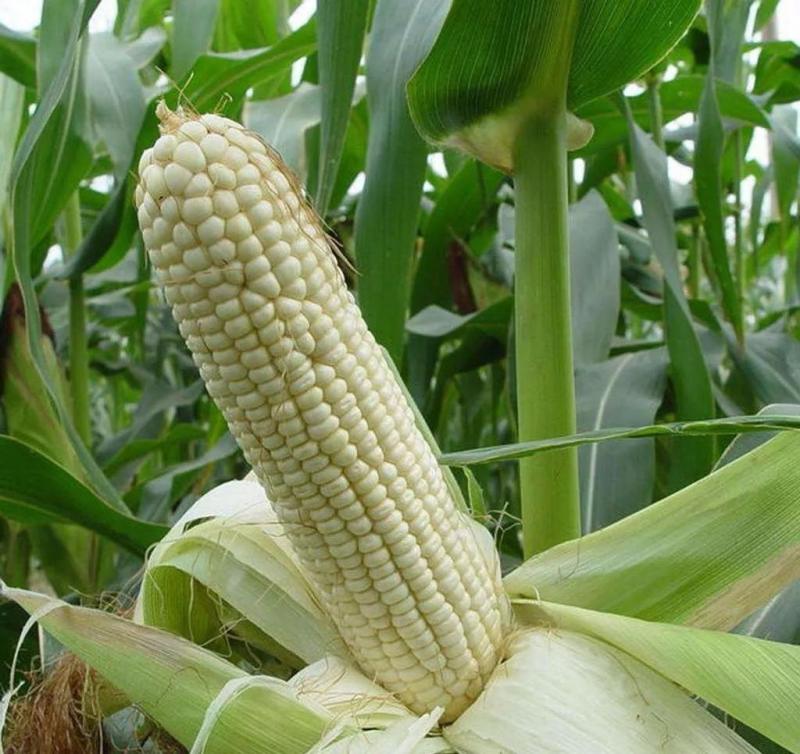 粘玉米图片 第4张