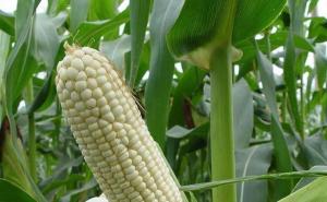 粘玉米图片 第4张